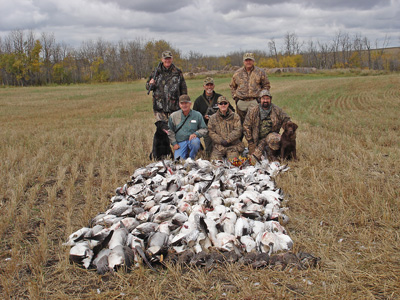 trained waterfowl dogs for sale